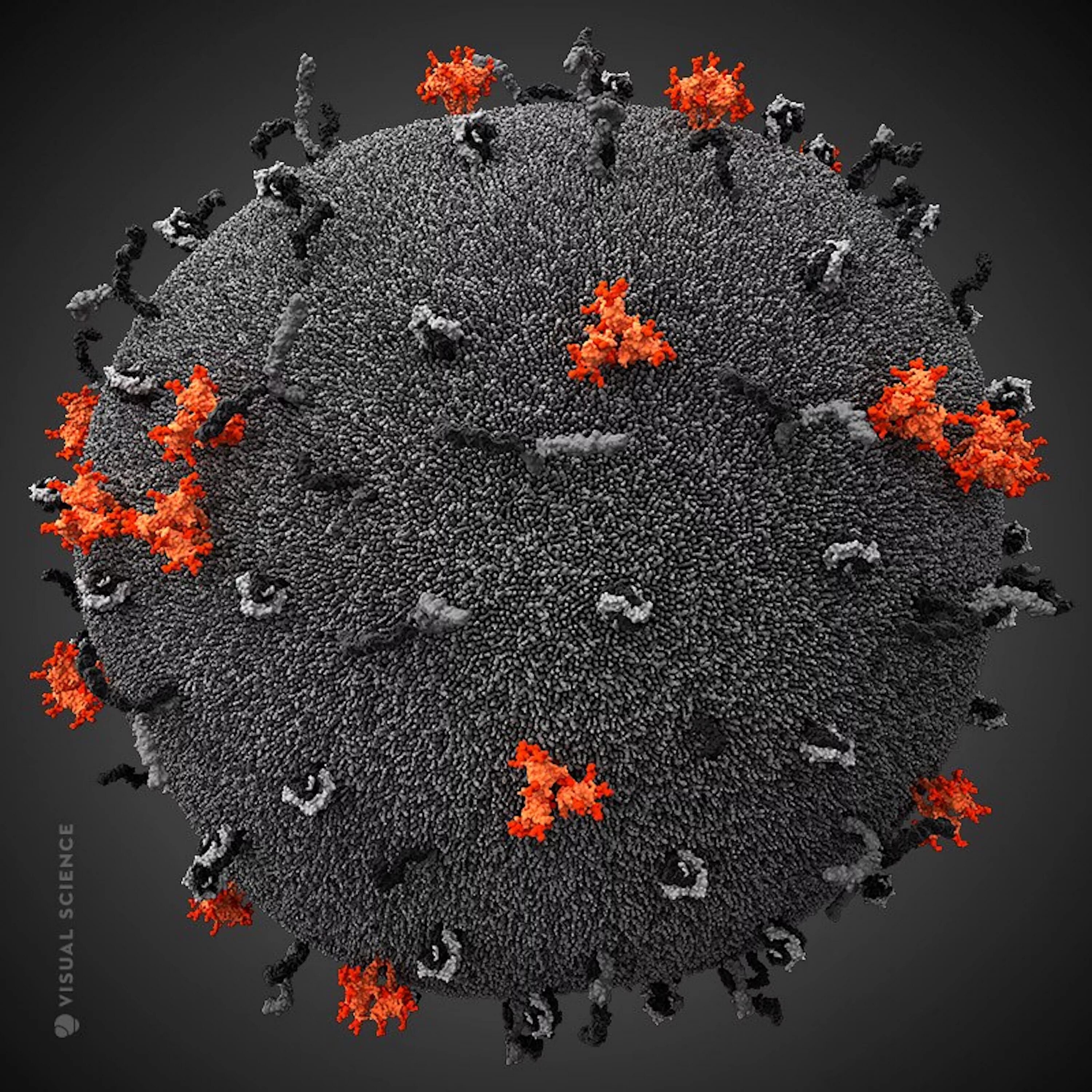 Модель вируса ВИЧ. Модель вируса иммунодефицита человека. Вирус иммунодефицита человека (Human Immunodeficiency virus). Вирус иммунодефицита под микроскопом.