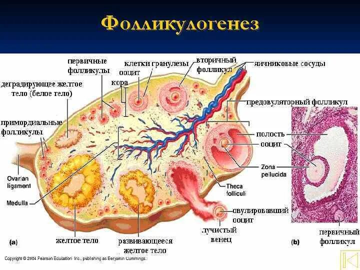 Фолликул анатомия. Фолликулы в яичниках анатомия. Схема развития фолликулов яичника. Стадии развития фолликула схема. Фолликулы созревают в