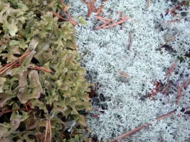 Iceland moss closeup stock photo. Image of stem, mountain - 93240916
