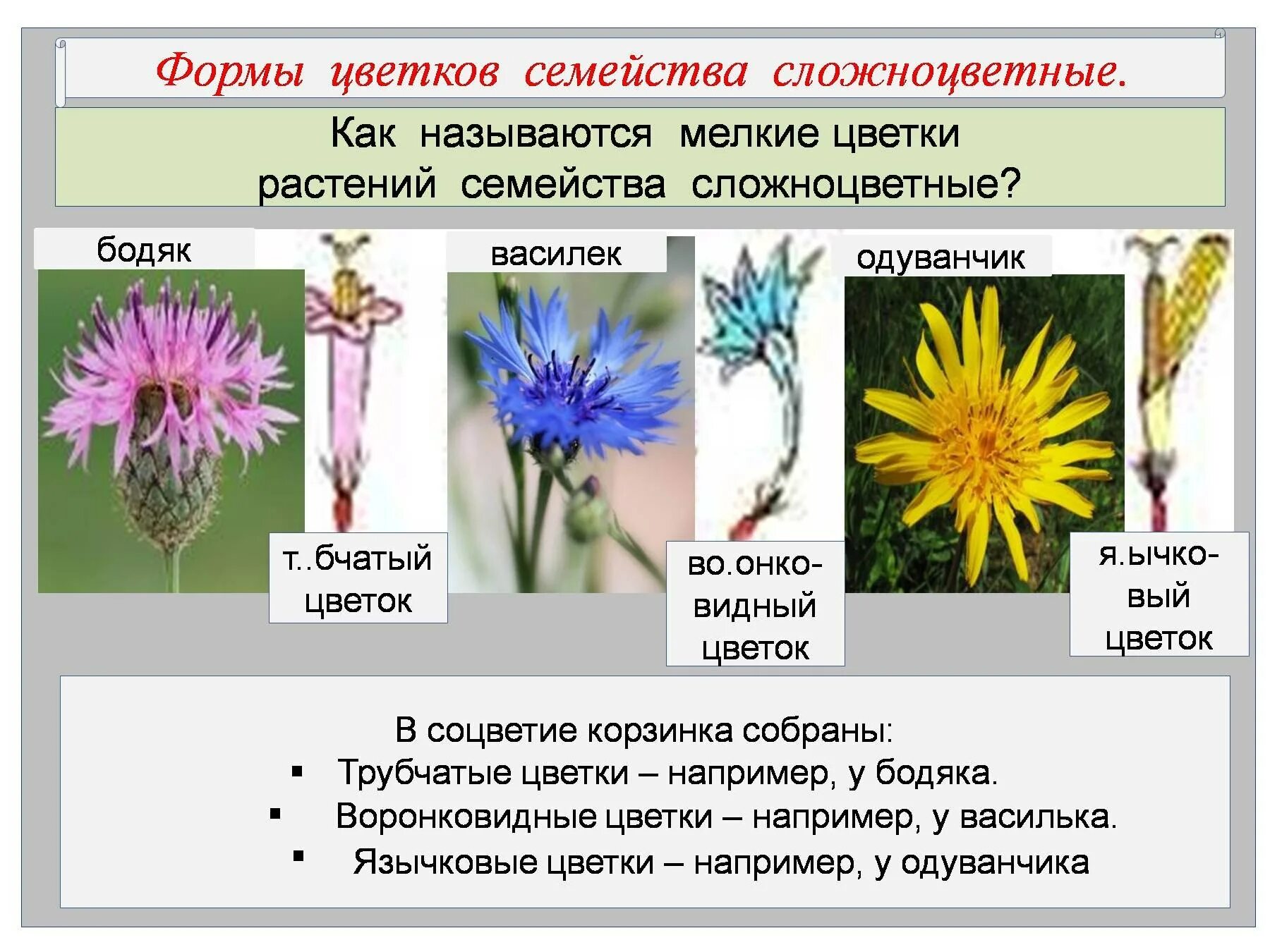 Определите форму цветка сложноцветных по описанию. Трубчатый цветок сложноцветных. Семейство Сложноцветные соцветие. Соцветие корзинка у астровых. Трубчатые Сложноцветные растения.