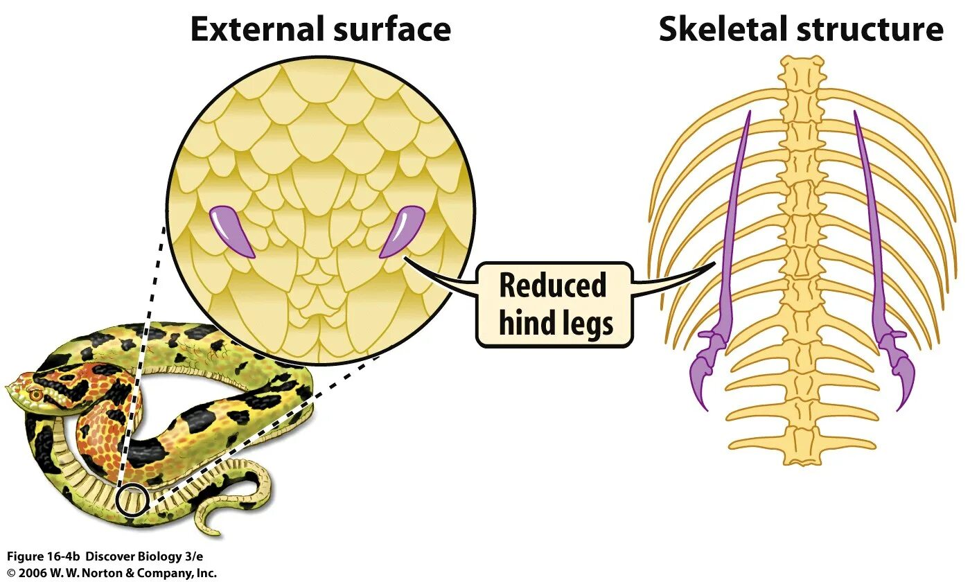 Задние конечности питона. Строение питона. Рудименты задних конечностей у питона. Внутреннее строение питона.