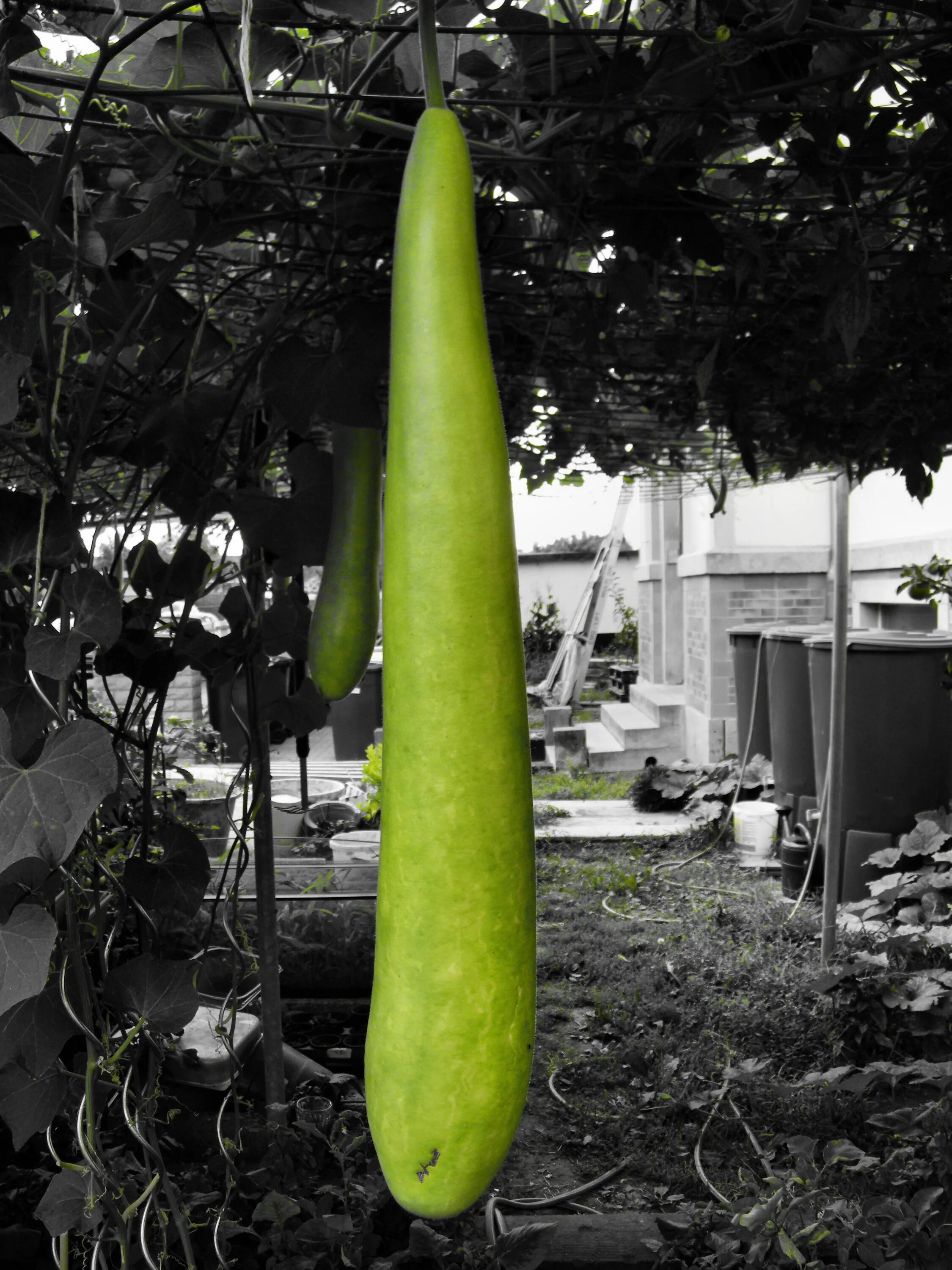 Зеленый длинный овощ. Огурцы гиганты сорта. Самый длинный кабачок. Огурцы длинные. Огромный огурец.