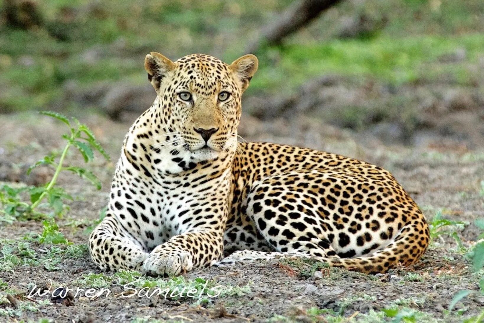 Проект национального парка танзании. Серенгети Селус. Проект национальный парк в Танзании. Национальный парк в Танзании буклет. Животный мир Танзании.
