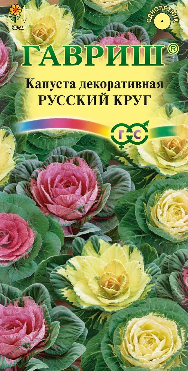 Капуста декоративная русский круг гавриш. Капуста декоративная русский круг. Капуста русский круг. Капуста декоративная осака розовая f1. Капуста декоративная брассика санрайз.