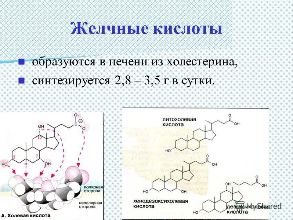 Липиды желчных кислот