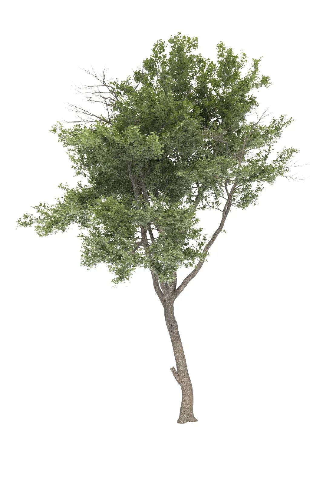 Max tree. Обрезанные деревья 3d модель. вариации tree 3. дерево 3д сканирование. 3d model bitcoin net tree.