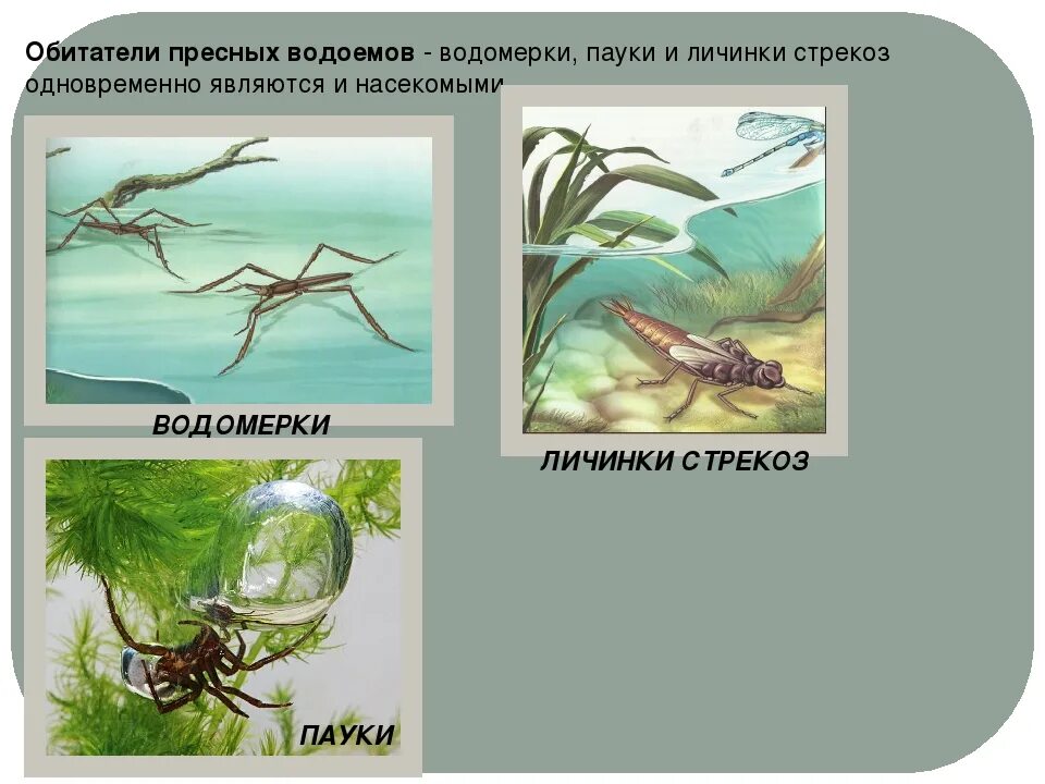 Каких животных пресных водоемов. Обитатели пресных вод. Обитатели пресноводных водоемов. Обитатели соленых водоемов. Растения и животные пресных водоемов.