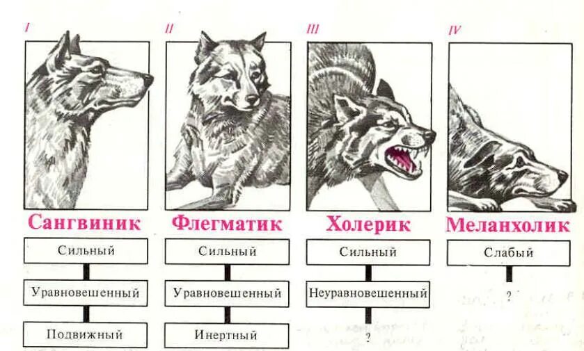 Эволюция слабые сильные. Тип ВНД сангвиник у собак. Тип ВНД холерик у собак. Типы ВНД собак таблица. Темперамент собак типы ВНД.