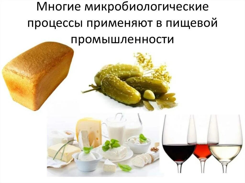 Использование организмов в производстве продуктов. Биотехнология презентация. Роль микробов в промышленности:. Биотехнология в животноводстве. Бактерии используемые в пищевой промышленности.