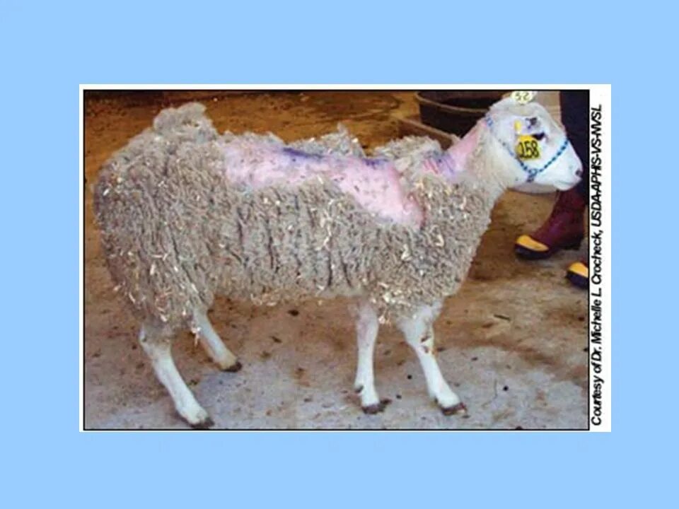 Кожные заболевания у овец. Желудок ягнят