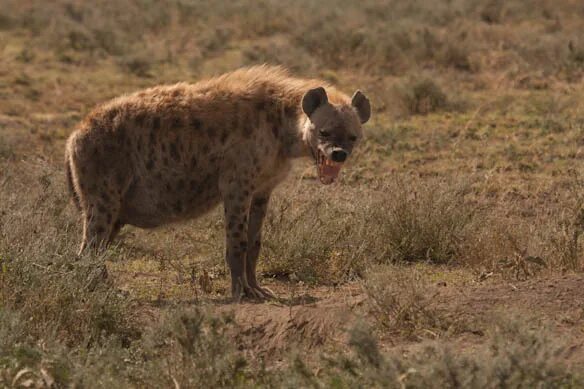 Как рожают гиены. Hyena гиена толстая гиена.