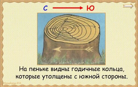 По годичным кольцам определяют