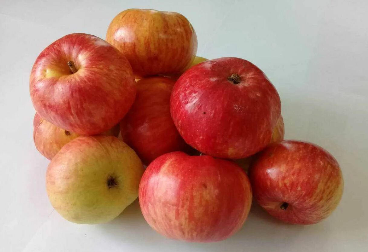 яблоня гала маст. яблоки глостер. яблоня сорт конфетное. яблоки новый урожай. сорт яблони регион.