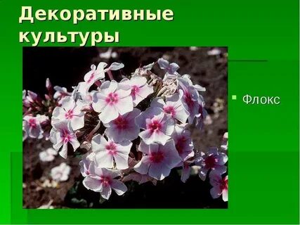 Декоративные растения презентация 7 класс