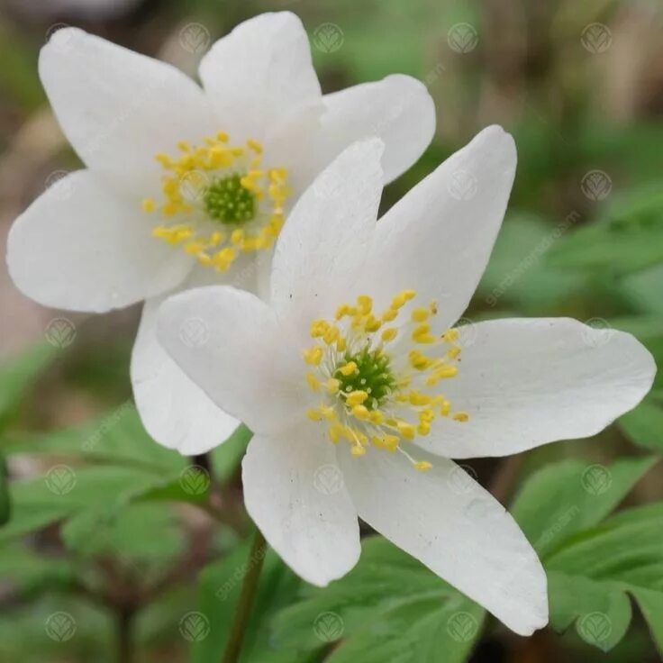 Ветреница анемона лесная. Анемона лесная anemone sylvestris. Ветреница лесная. Ветреница лесная (anemone sylvestris). Ветренницы.