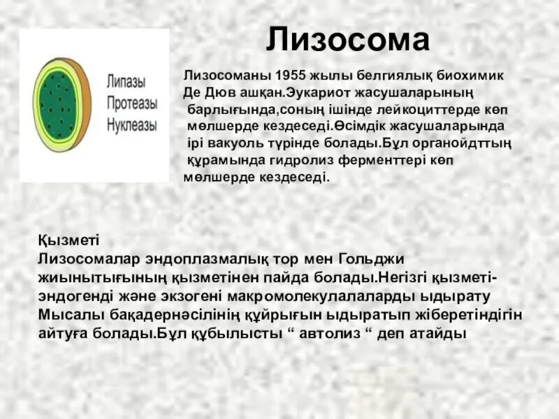 Содержит хроматин сливается с лизосомами