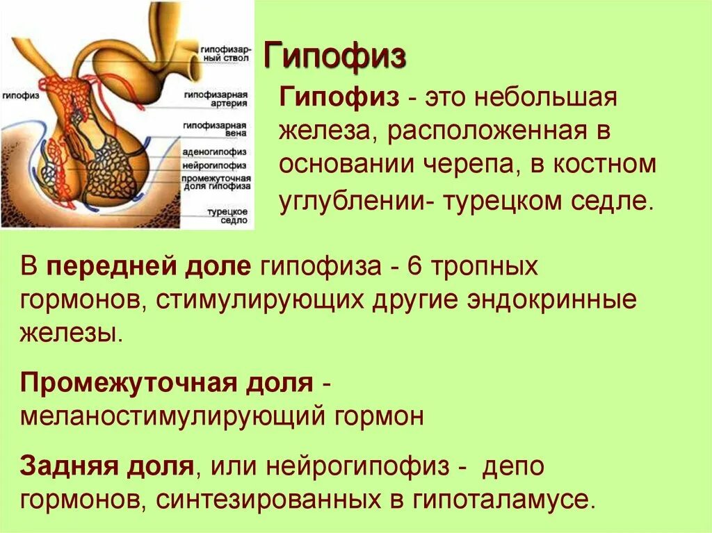 Место гипофиза. Расположение гормонов в долях гипофиза. Аденогипофиз строение передней доли гипофиза. Гипофиз строение , гормоны передней доли гипофиза. Анатомические структуры передней доли гипофиза.