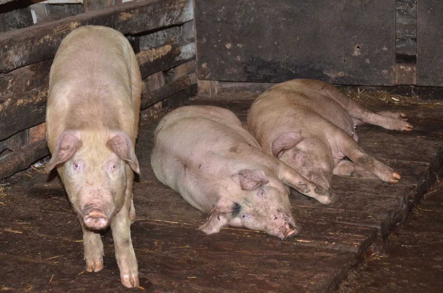 Африканской чуме свиней (АЧС). Африканская чума болезнь диких свиней. Сарай для свиней. Картофель свиньям