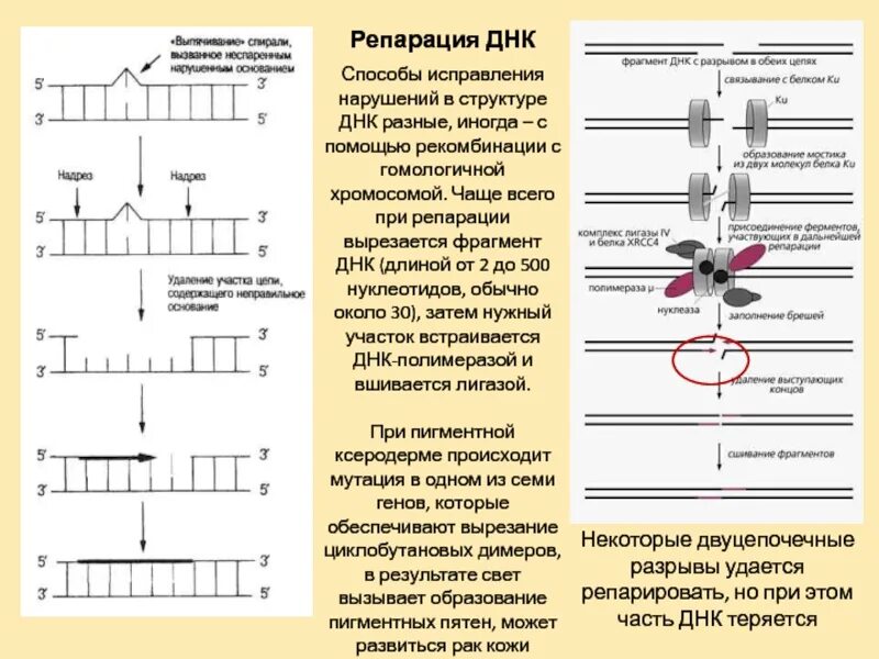 Типы репарации днк. Процесс репарации днк схема. ферментные системы репарации днк. схема процесса восстановления нативной структуры днк. эксцизионная репарация днк.