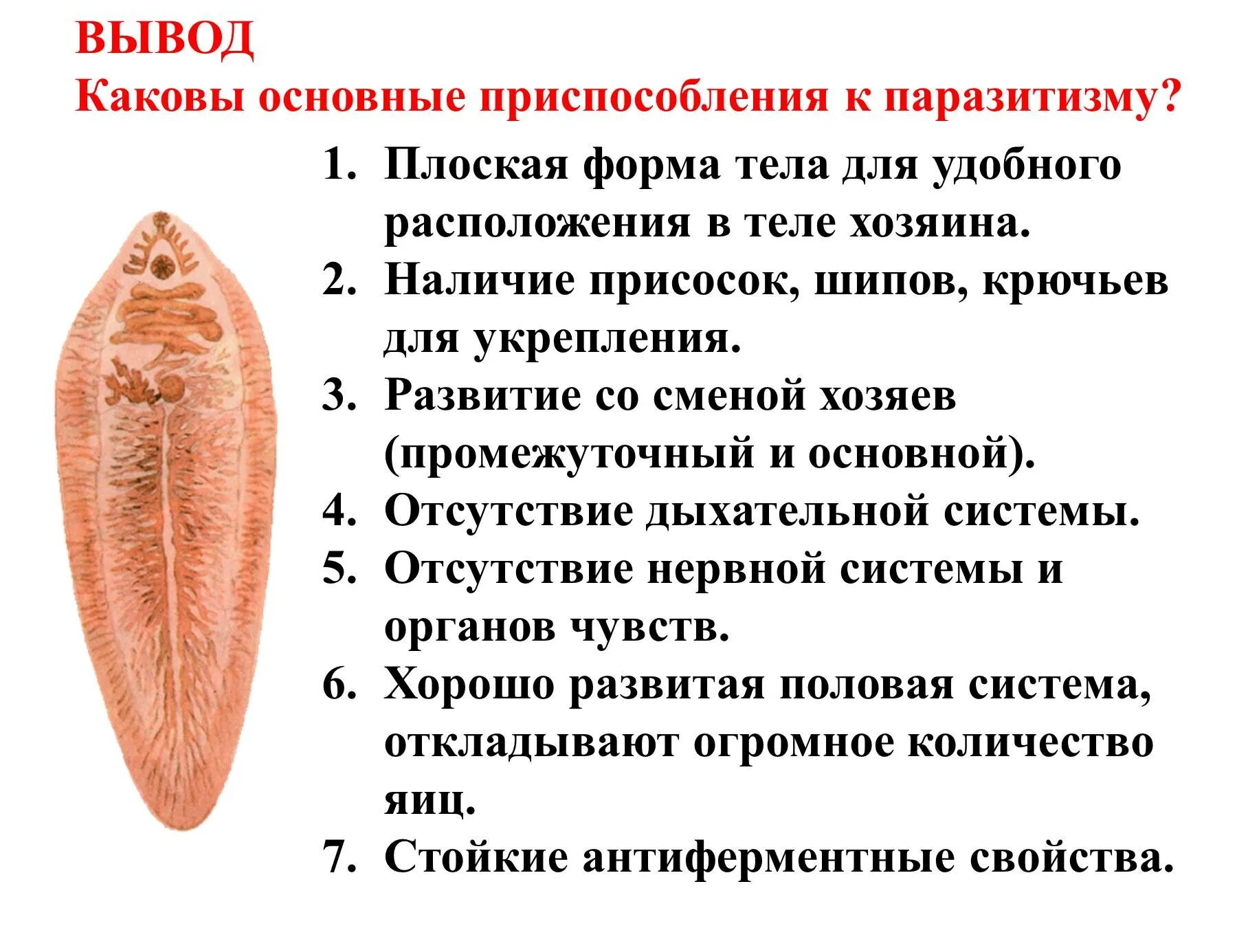 Образ жизни плоских червей. Приспособления плоских червей к паразитическому образу жизни 7. Приспособления плоских червей к паразитическому образу. Приспособления червей к паразитическому образу жизни. Определите приспособления паразитических плоских червей.