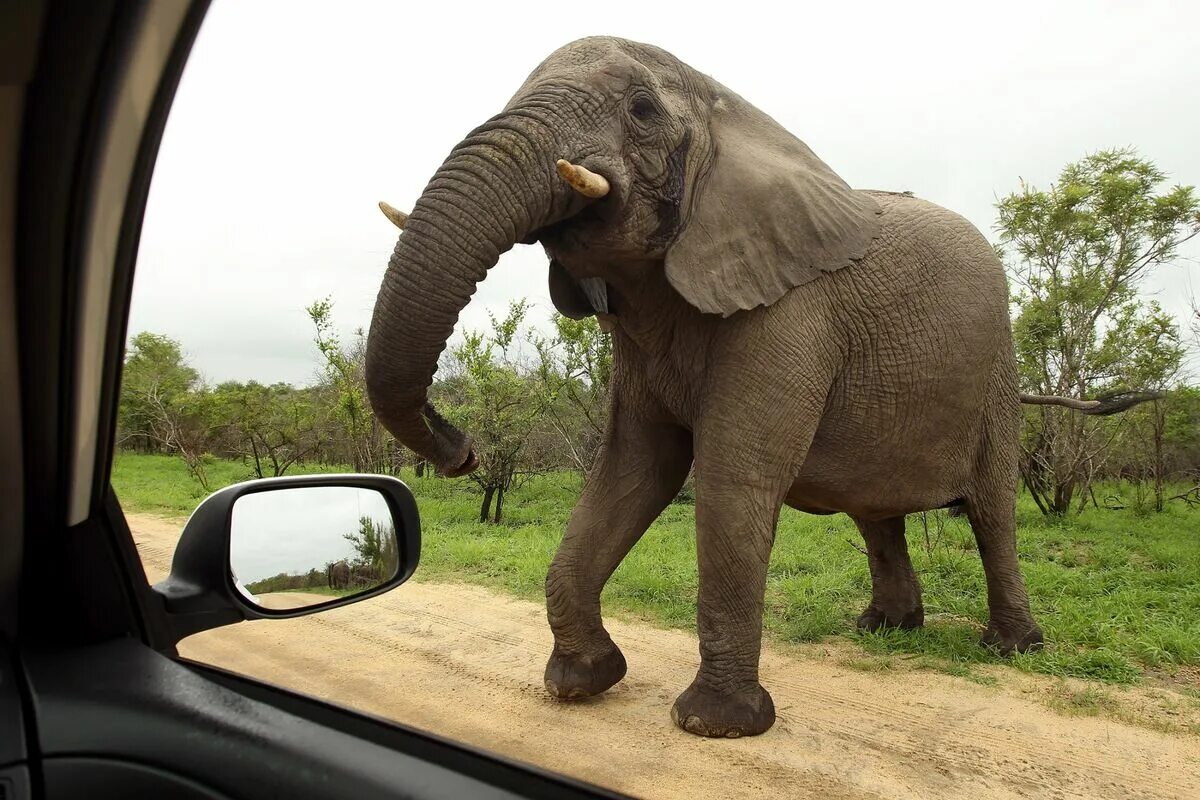 Слон мальчик. Агрессивный слон. Elephants are big cats