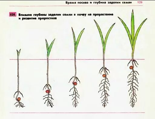 Глубина посева пшеницы. Глубина заделки семян кукурузы. Глубина посева для прорастания семян. Глубина заделки семян различных растений. Глубина заделки семян пшеницы.