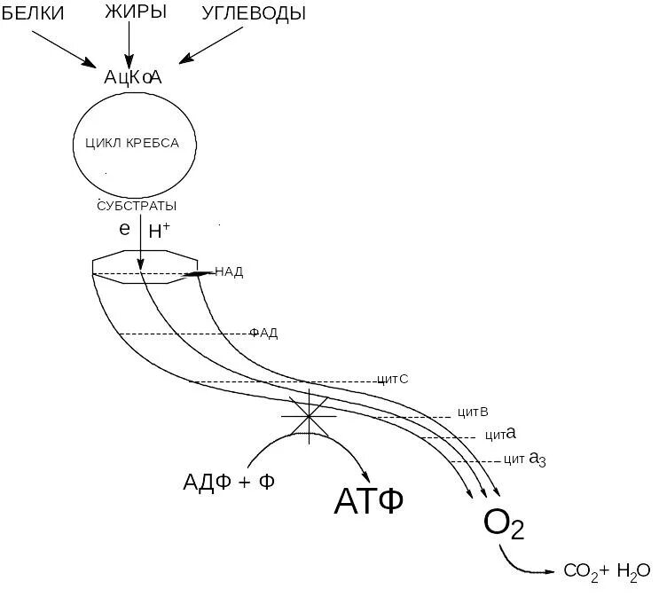 Цикл кребса сколько атф. Схема гликолиза и цикла Кребса. Цикл Кребса схема. Цикл Кребса схема биохимия. Цикл Кребса схема формулы.