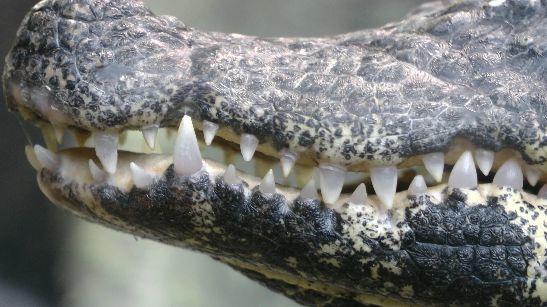 Симбиоз щуки. Гребнистый крокодил зубы. Челюсть крокодила.