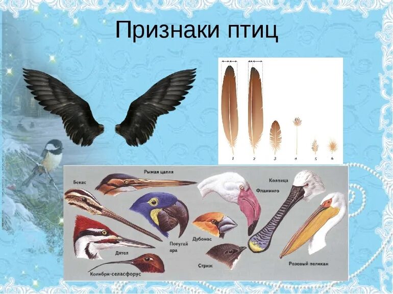 Отличия птиц. Признаки птиц. общие признаки птиц. отличительные признаки птиц. признаки класса птиц.