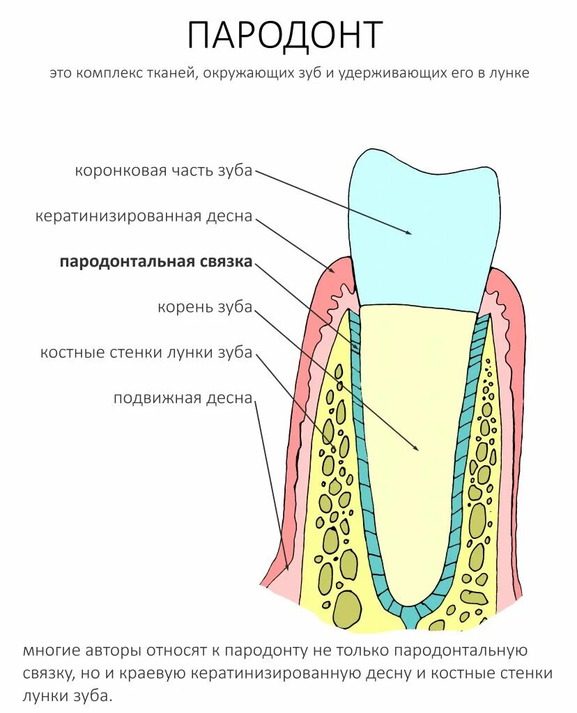 Анатомия строение зуба периодонт. Строение пародонта и периодонта. Анатомия пародонта схема.