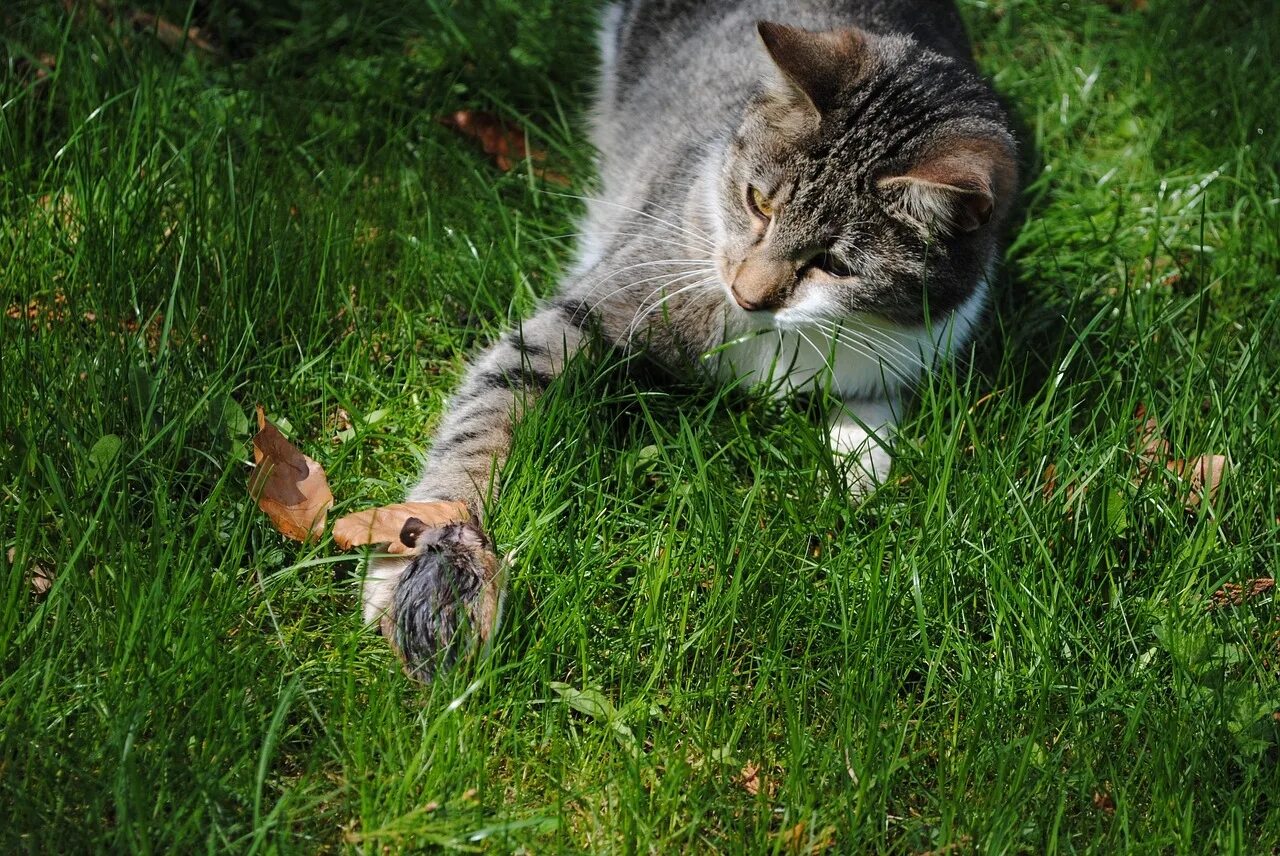 Кошка охотится на мышь. Коты ловят мышей. Котенок охотится. Кот ловит мышь. Котенок ловит мышей