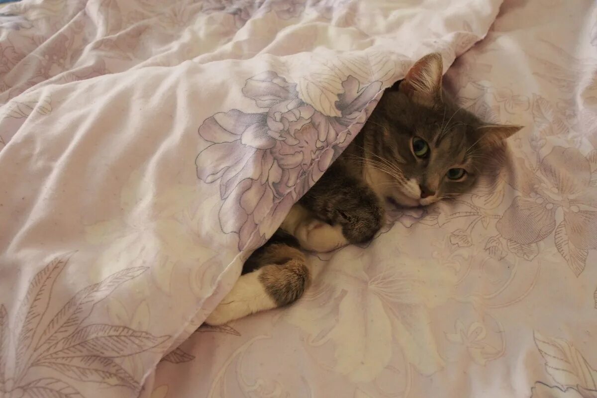 Котик под одеялом. Кот в одеяле. кот под одеялом. кошачье одеяло. кот в пледе.