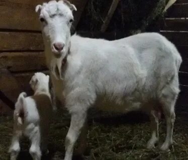 Усадьба белая коза