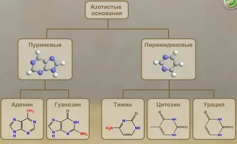 Биологическая роль оснований