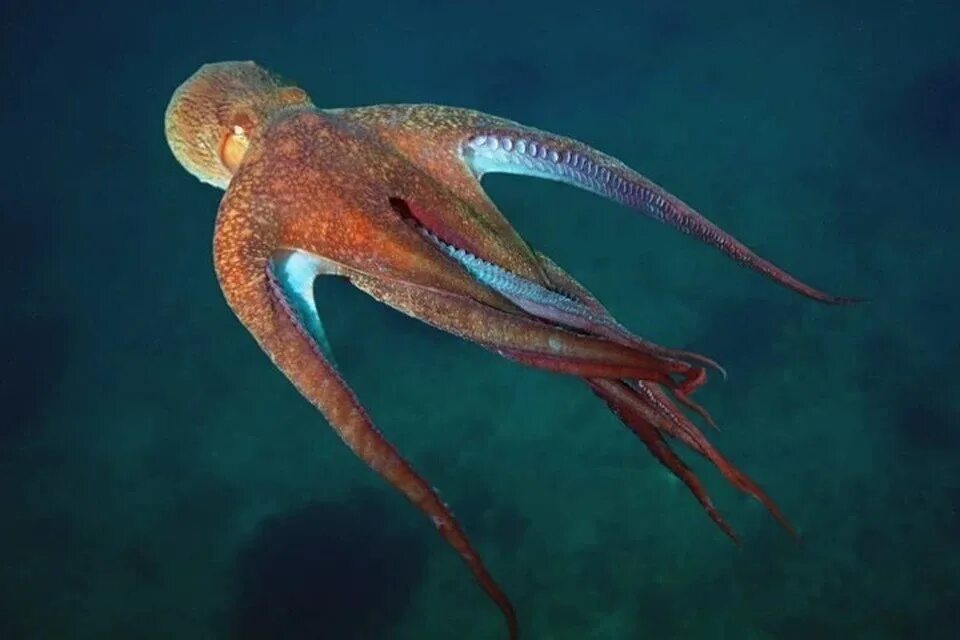 Как выглядит осьминог. Enteroctopus dofleini. головоногие моллюски осьминог обыкновенный. головоногие моллюски кальмар гиганты. гигантский осьминог.