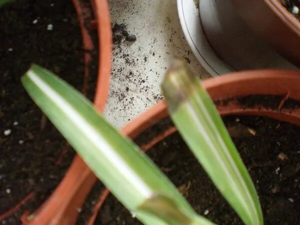 Почва для хлорофитума. Хлорофитум сохнут кончики. Хлорофитум сохнут кончики. Хлорофитум оранж чернеют листья. Хлорофитум.