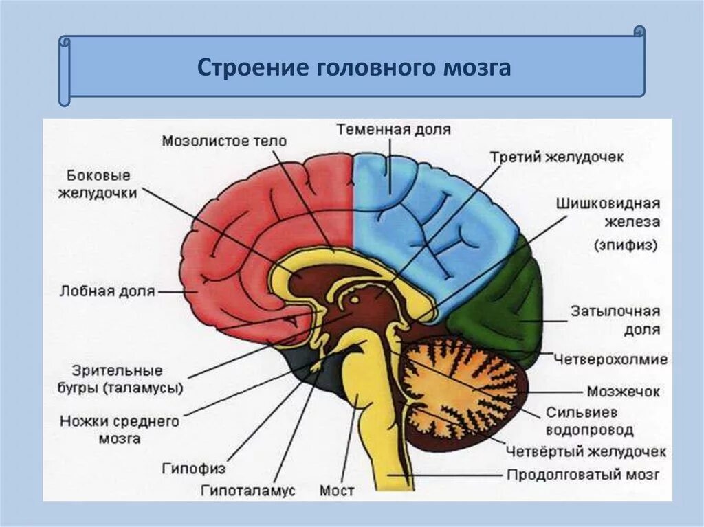 В какой части головного мозга. Отделы головного мозга анатомия. Схема строения головного мозга. Головной мозг строение и функции. Функции отделов головного мозга анатомия.