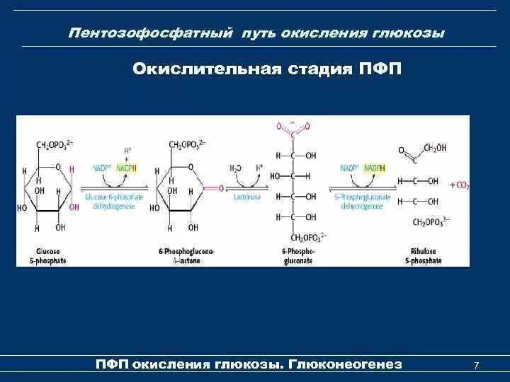 Пентозофосфатный цикл биохимия. Пентозофосфатный путь биохимия цикл. Пентозофосфатный путь окисления. Апотомическое окисление Глюкозы (пентозофосфатный цикл.