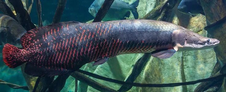 Как выглядит рыба пираруку Pirarucu Peixes Freshwater fish, Tropical fish, Monster fishing