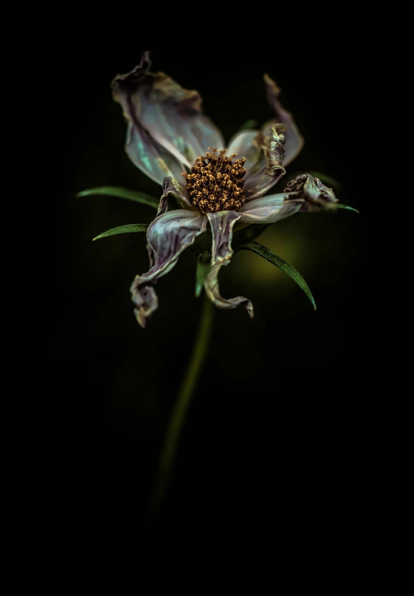 Мертвые цветы. Увядшие лилии. Wither flower. Увядший цветок шариф камал. Высохший цветок.