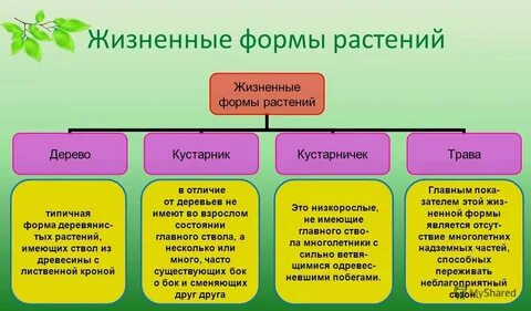Чем отличаются друг от друга деревья
