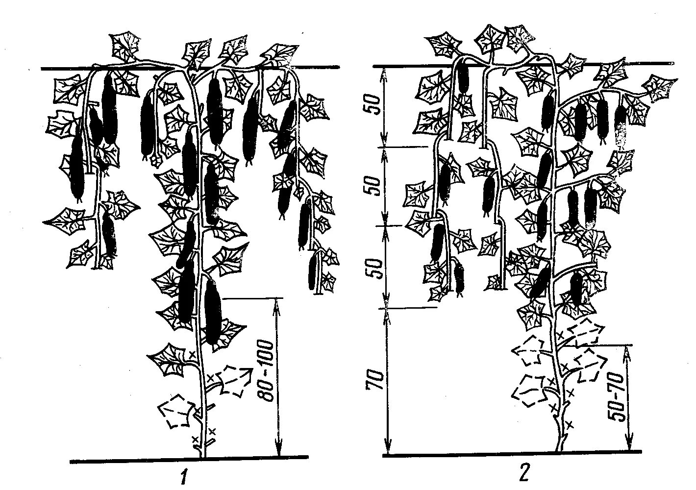 Огурцы в теплице сколько дней. Схема формировки огурцов в теплице. Схема пасынкования огурцов в теплице. Схема пасынкования огурцов. Схема формирования огурцов в теплице схема.