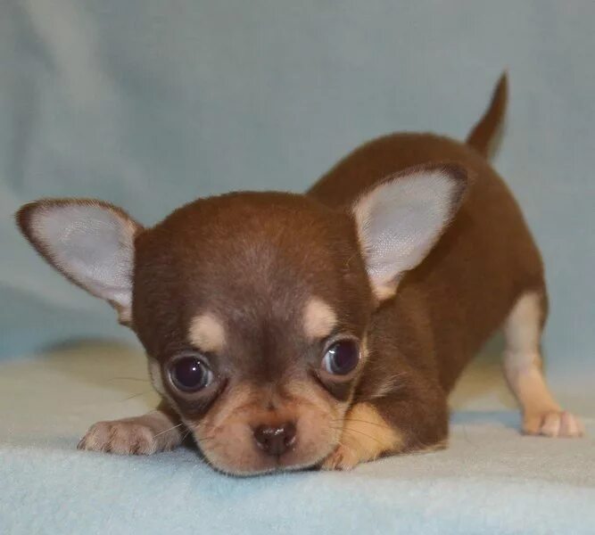 Чихуахуа миша. Чихуа чихуахуа мини. Мини собачка чихуахуа. Чихуахуа мини. Щенки чихуахуа мини.