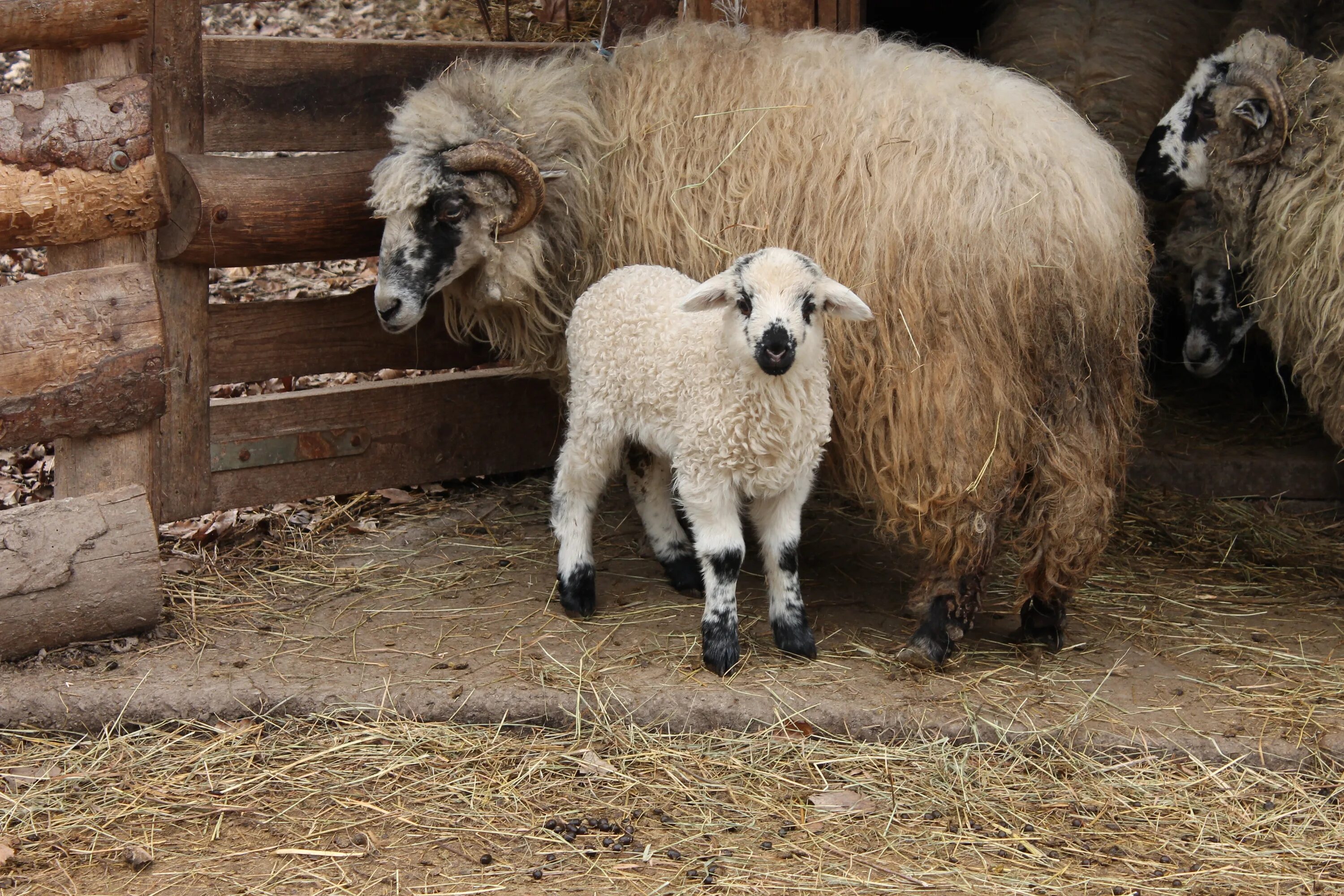 Пасла животных. Овцеводство ферма. Овечья ферма. Овца с ягненком. Ферма овец.