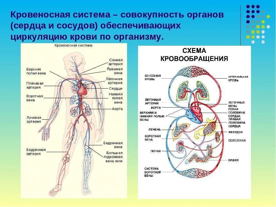 Схема кровяной системы человека. Строение кровеносной системы. Анатомия строение кровеносной системы. Кровеносная система организма схема. Сколько в организме органов