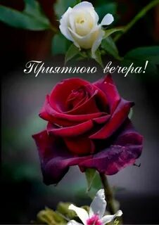 Добрый вечер напишу тебе