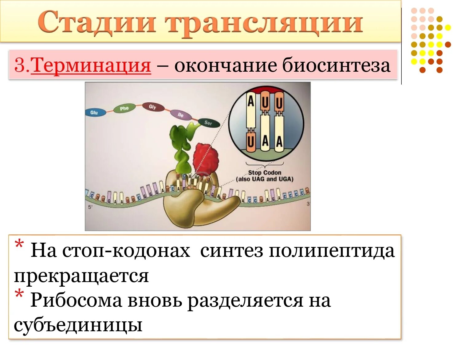 Этапы трансляции биосинтеза. Трансляция стадии терминация. Этапы биосинтеза белка терминация. Биосинтез белка трансляция терминация. Стадия терминации биосинтеза белка.