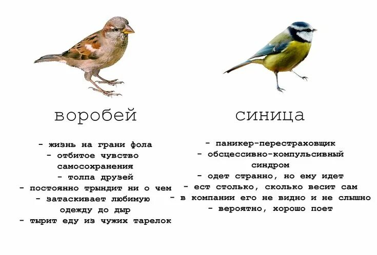 Размер синицы. Сколько живут воробьи. Размер воробья и синицы. Воробей и синица сравнение. Текст сравнение птиц размер и цвет