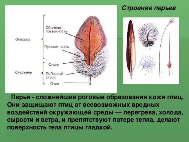 Перо птицы строение. Строение контурного пера птицы. Пуховое перо и его строение. Пуховое перо птицы. Стержень пера птицы