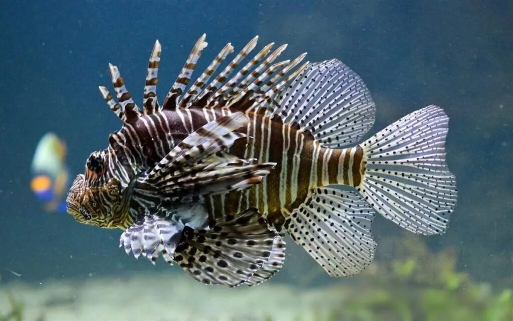 Рыба крылатка Зебра. Рыба Зебра Pterois volitans. Крылатка-Зебра чернополосая. Крылатка-Зебра рыба Лев. Крылатка фото